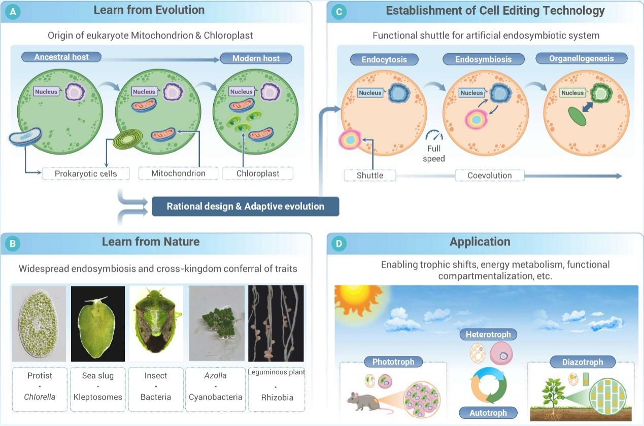 从基因编辑到细胞编辑：球盟会(中国)提出合成生物学新策略